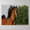 Suche nach morgan poster Tier