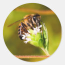 Suche nach nektar aufkleber Natur