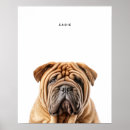 Suche nach shar pei poster Hagebiss