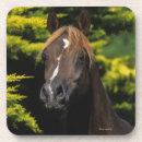 Suche nach stallions untersetzer Arabischer stallion