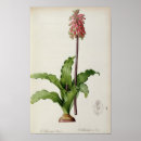 Suche nach capensis Blume