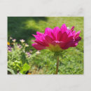 Suche nach rosa dahlien postkarten Sommer