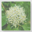 Suche nach mais untersetzer Für alle