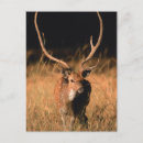 Suche nach lebensräume postkarten Wildtiere