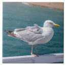 Suche nach vogel foto fliesen Keramik