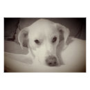 Suche nach vintage hunde poster Jede person