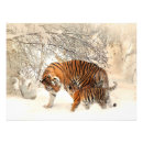 Suche nach tiger foto poster Jungtier