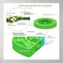 Suche nach fotosynthese poster Biologie