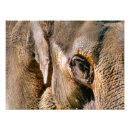 Suche nach elefanten foto poster Tierwelt