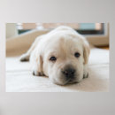 Suche nach labrador retriever poster Cute