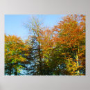 Suche nach blauer himmel poster Herbstbäume