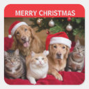 Suche nach katzen und hunde aufkleber Jede person