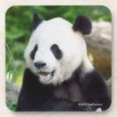 Suche nach panda der bambus isst Pandas