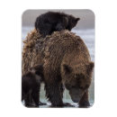 Suche nach alaska usa staat magnete Horizontal