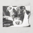 Suche nach pitbulls postkarten Grube