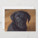 Suche nach schwarzer labrador retriever welpe karten Niedlich