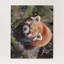 Suche nach roter panda puzzle Wildtiere