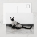 Suche nach siamesisch postkarten Katze