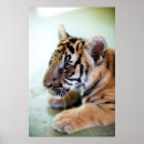 Suche nach asiatischer junge poster Tier