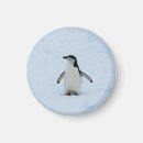 Suche nach chinstrap magnete Niedlich