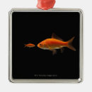 Suche nach goldfische ornamente Tier