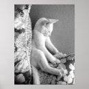 Suche nach miezekatzen poster Weiß