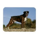 Suche nach foto stein magnete Hund