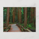 Suche nach muir postkarten Wald