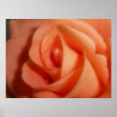 Suche nach orange ros poster Blume