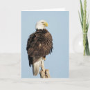 Suche nach eagles karten Für alle
