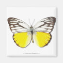 Suche nach niedlicher schmetterling magnete Tier