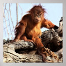 Suche nach ape poster Orang utan