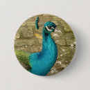 Suche nach blauer pfau buttons Fotografie