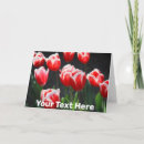 Suche nach rote tulpen karten Blume