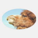 Suche nach camel aufkleber Tierwelt