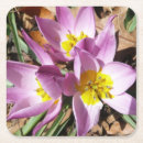 Suche nach krokus untersetzer Für alle