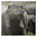 Suche nach afrikanischer elefant fliesen Natur