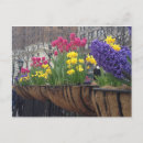 Suche nach narzissen für postkarten Frühling