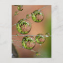 Suche nach wassertropfen postkarten Blume
