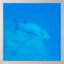 Suche nach great barrier reef poster Unterwasser