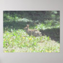 Suche nach wilder hase poster Tier