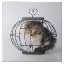 Suche nach hauskatzen fliesen Spaß