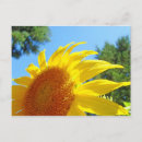 Suche nach garten mit sonnenblumen postkarten Jede person