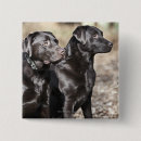 Suche nach labrador retriever buttons Haustier