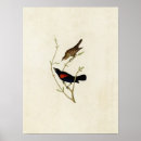 Suche nach sternchen poster Starlings