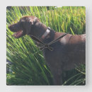 Suche nach zeigen sie hund wanduhren Hunde