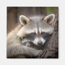 Suche nach raccoon magnete Tier