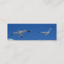 Suche nach möwen visitenkarten Flug