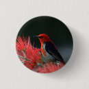 Suche nach exotischer vogel buttons Exotische vögel