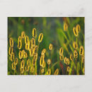 Suche nach leuchtende postkarten Glänzend